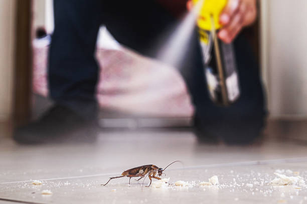 Best Local Pest Control Services  in Chico, CA