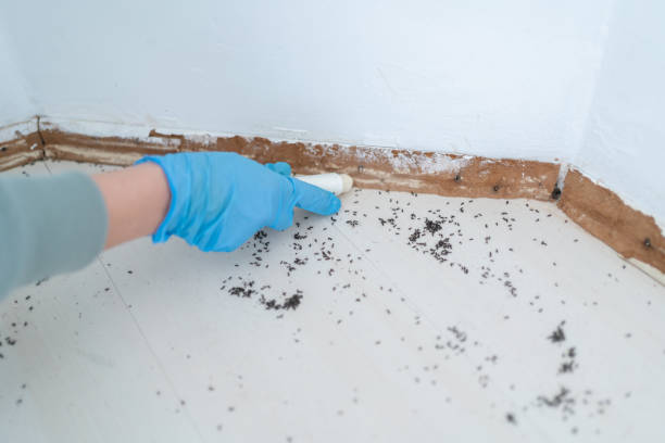 Best Ant Control Services  in Chico, CA